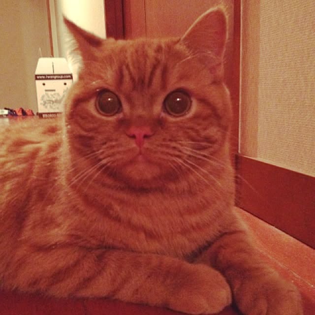 shujiさんの実例写真