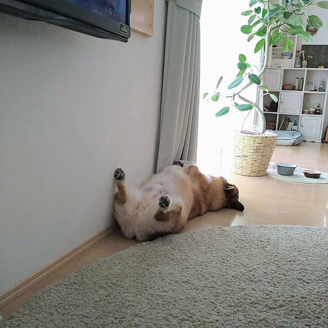yaikoさんの実例写真