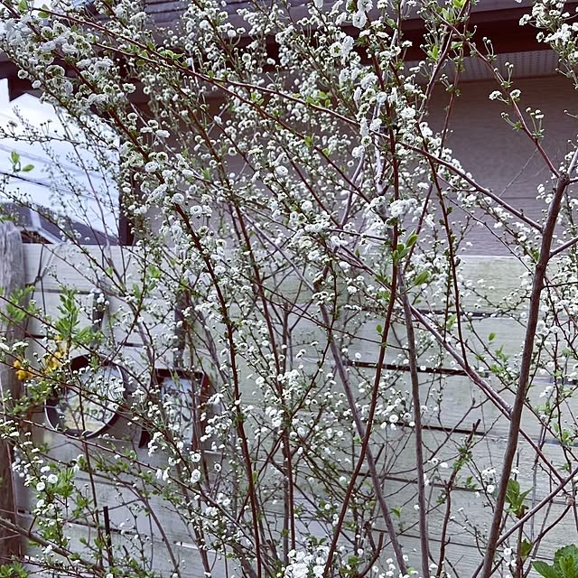 min_nimさんの実例写真