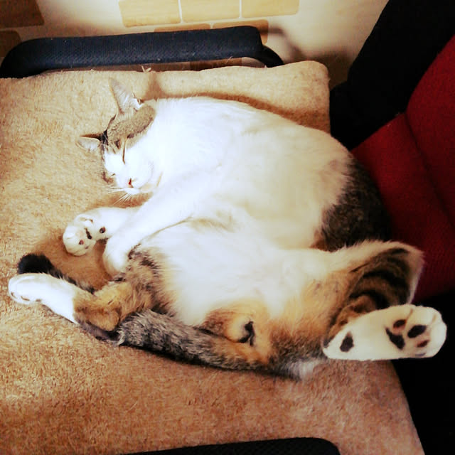 Tomopさんの実例写真
