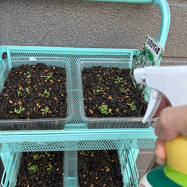 momocchiさんの実例写真