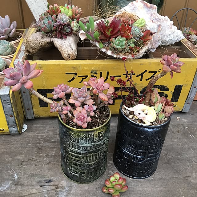 Chihoさんの実例写真