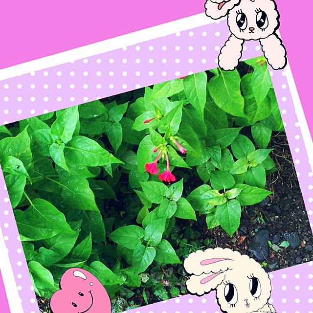cherrycherryさんの実例写真