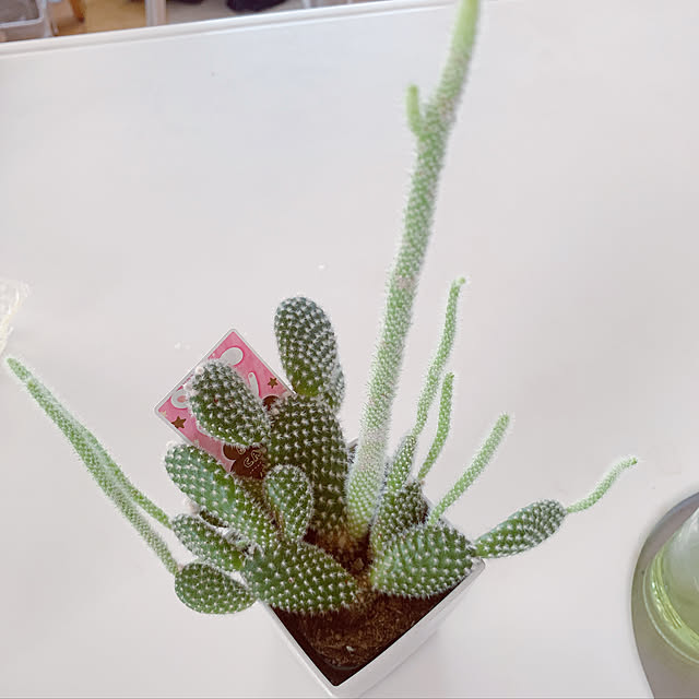 maymamさんの実例写真