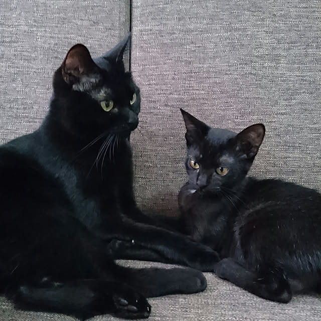 shiiiさんの実例写真
