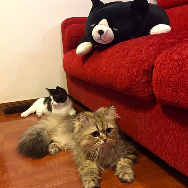 butachanさんの実例写真