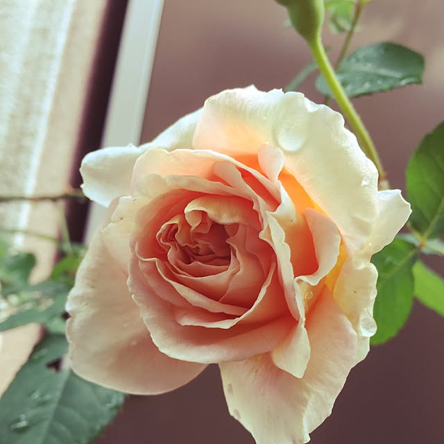 Nahoさんの実例写真