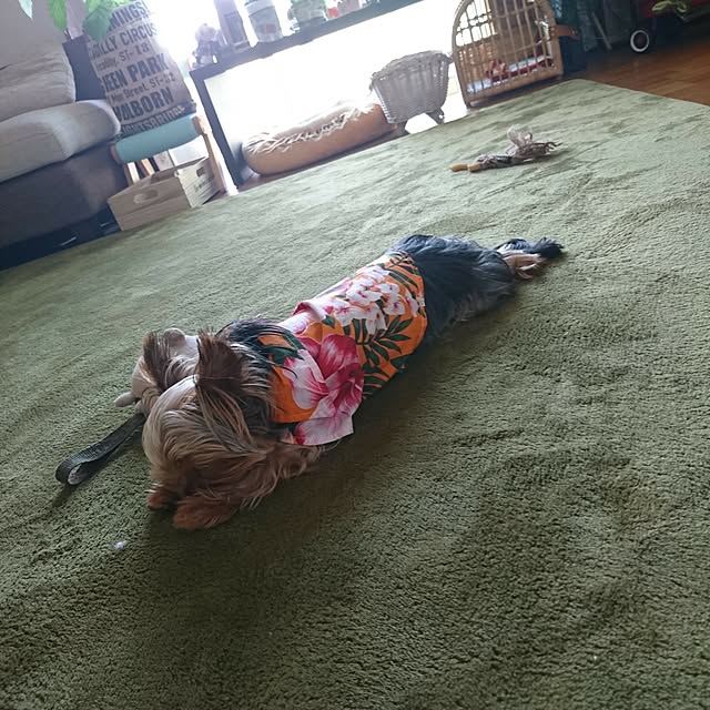 akiさんの実例写真