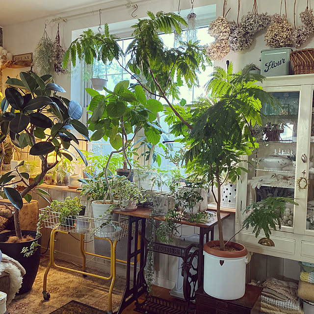 ベッド周り/観葉植物/グリーン/ジャングル/植物のある暮らし...などのインテリア実例 - 2023-10-09 14:55:50