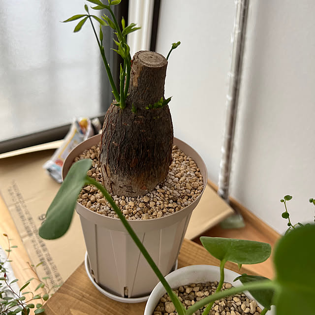 mazeranさんの実例写真