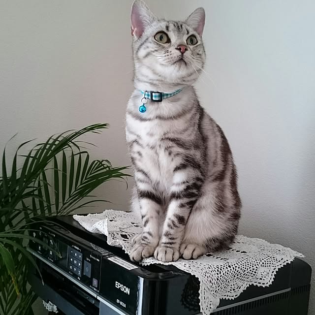 Reoさんの実例写真