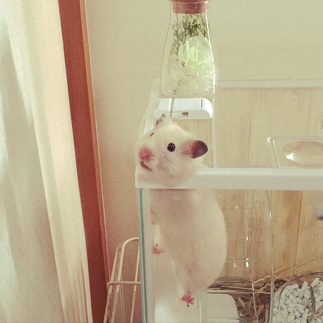 maaさんの実例写真