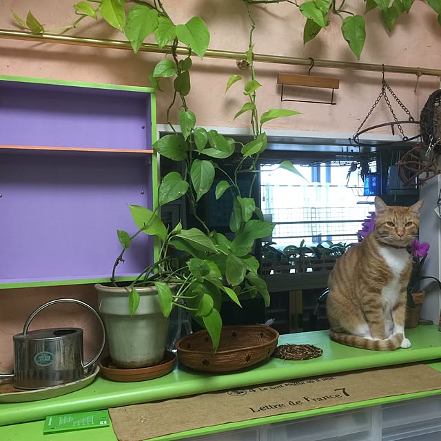 kimishigureさんの実例写真