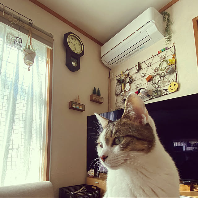 Lufuさんの実例写真