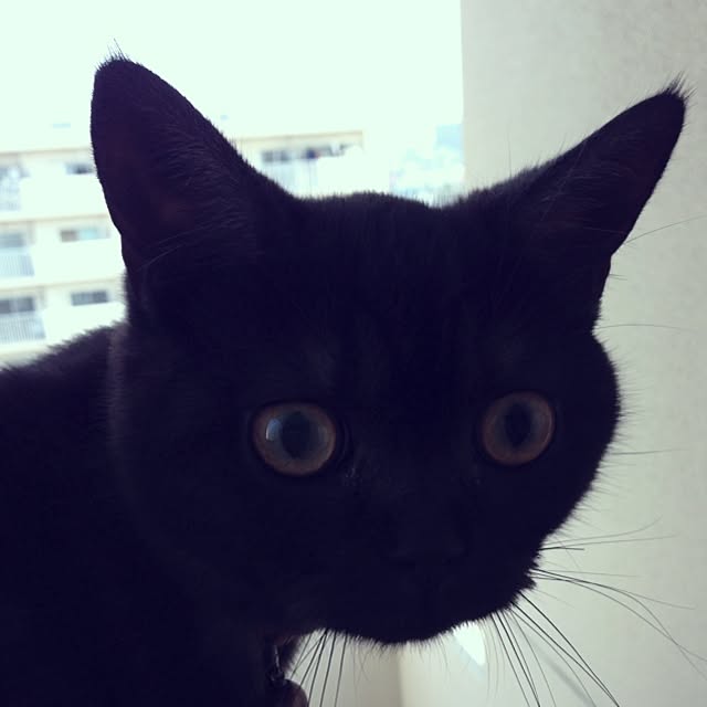 Megumiさんの実例写真