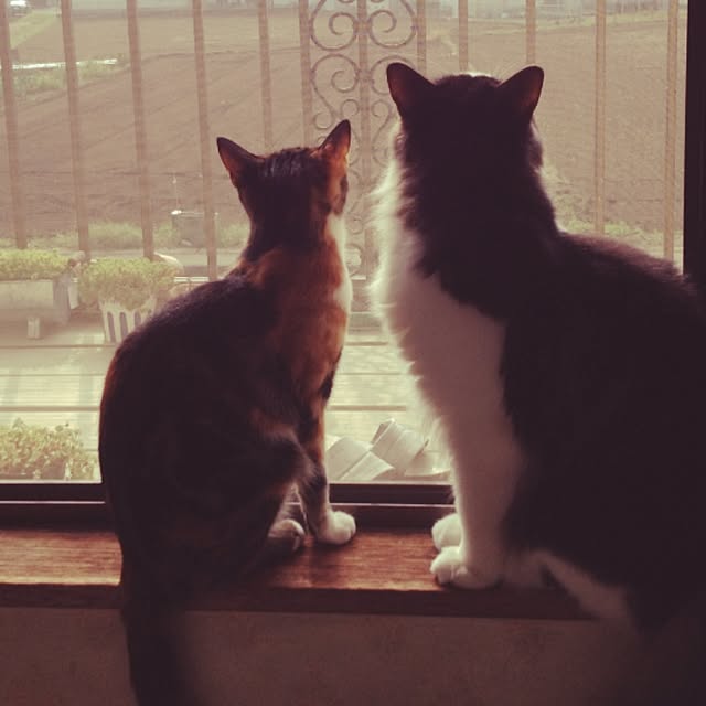 soraさんの実例写真