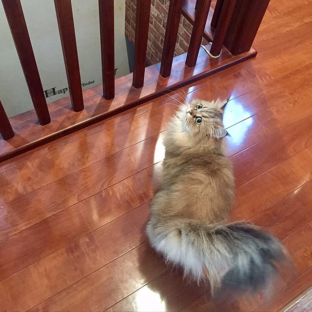butachanさんの実例写真