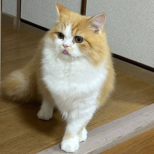 junさんの実例写真