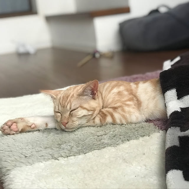 COLeCoさんの実例写真