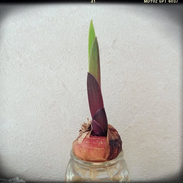 L.さんの実例写真