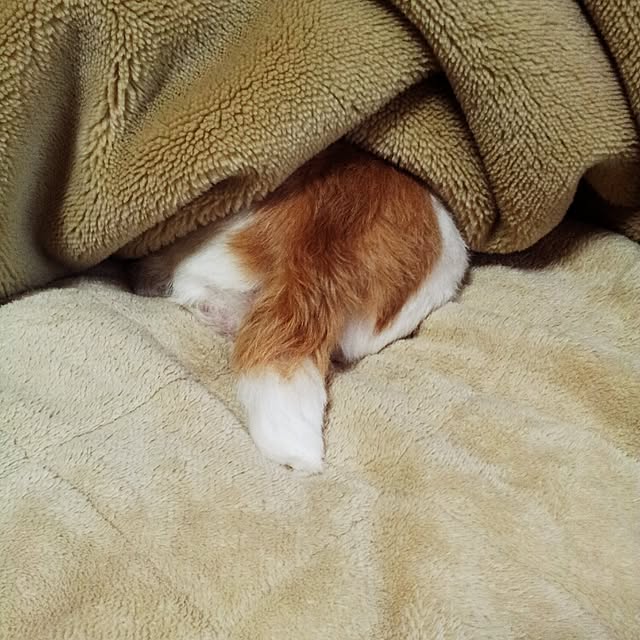 kakkyさんの実例写真