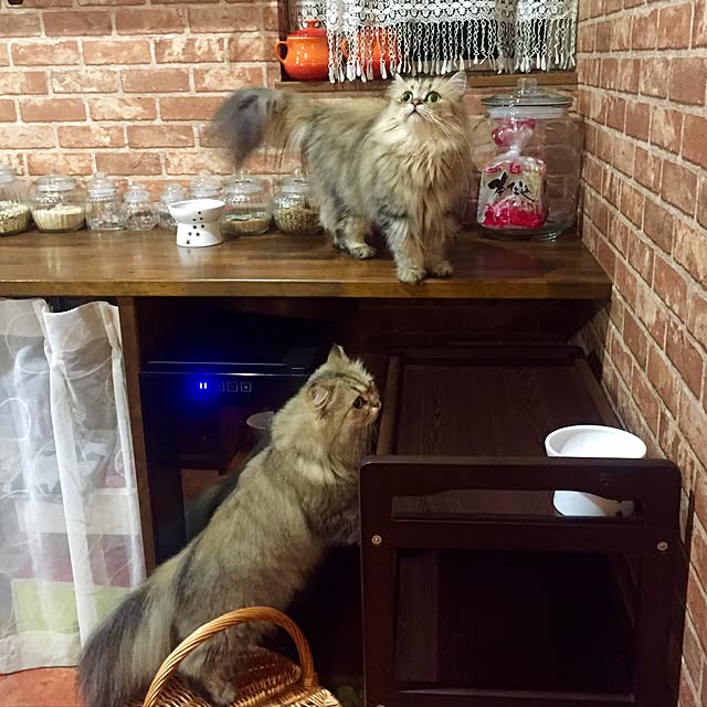butachanさんの実例写真