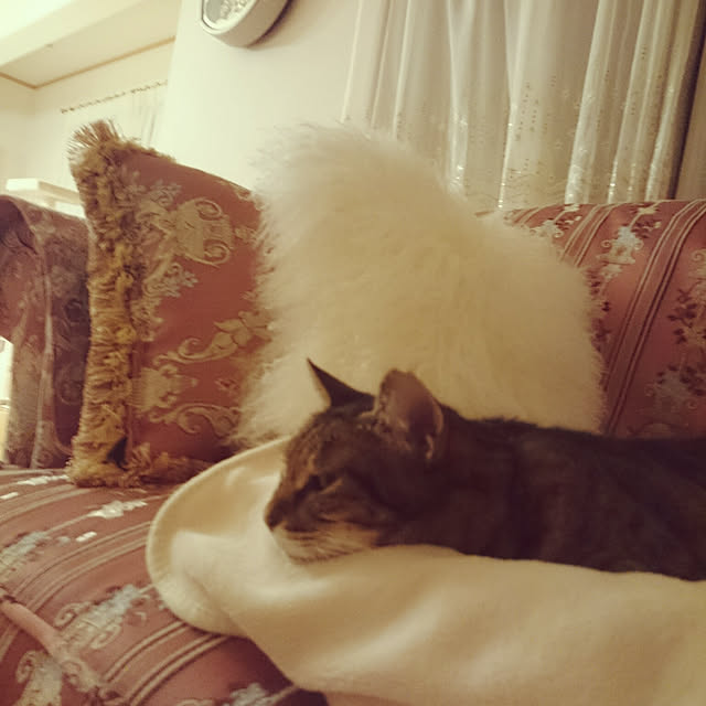lilyさんの実例写真
