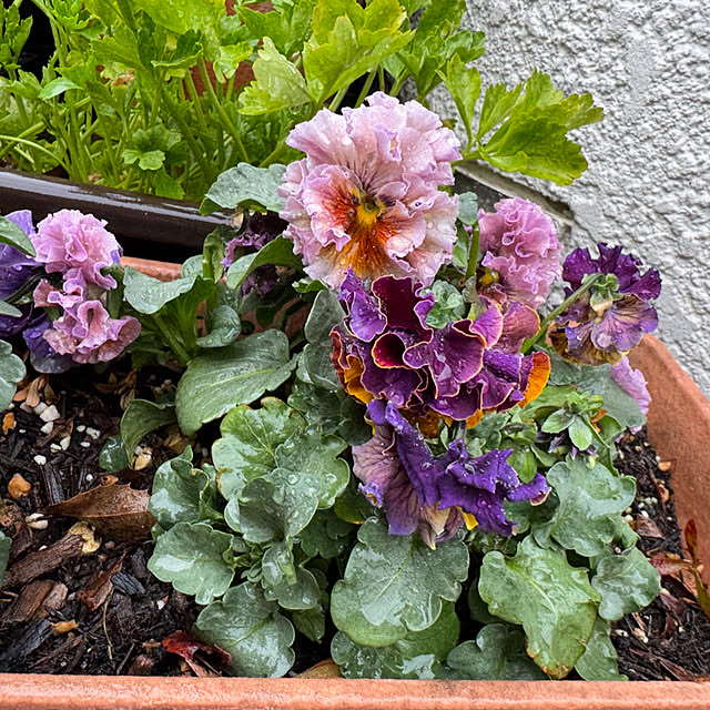 mamizaさんの実例写真