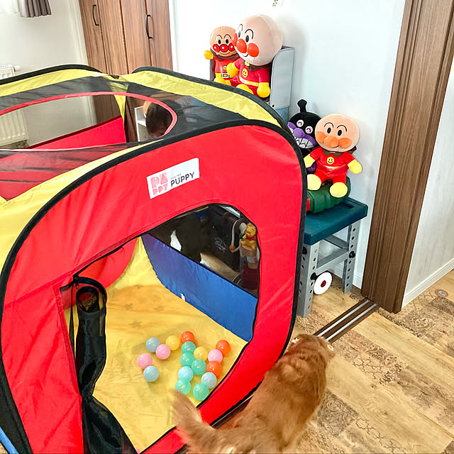 キッズスペース/子供部屋/犬と暮らす/子供と暮らす/犬と子供のいる暮らし...などのインテリア実例 - 2022-03-19 12:27:17