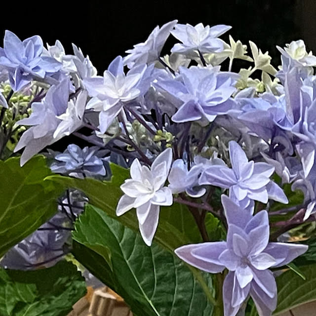 cotaさんの部屋
