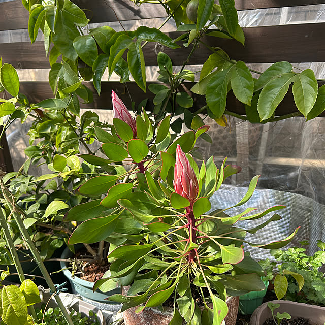botanさんの実例写真