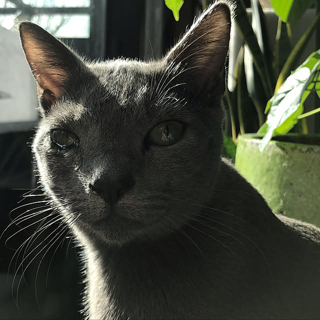 猫/猫のいる暮らし/猫　進入防止/ベッド周りのインテリア実例 - 2019-12-05 23:46:23