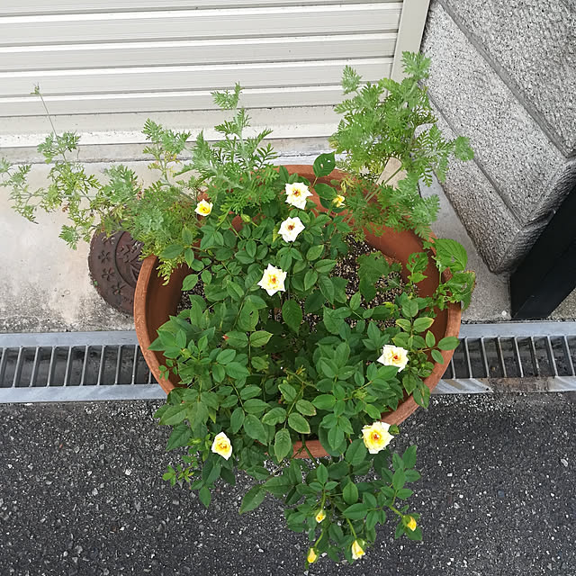 baron2017さんの実例写真
