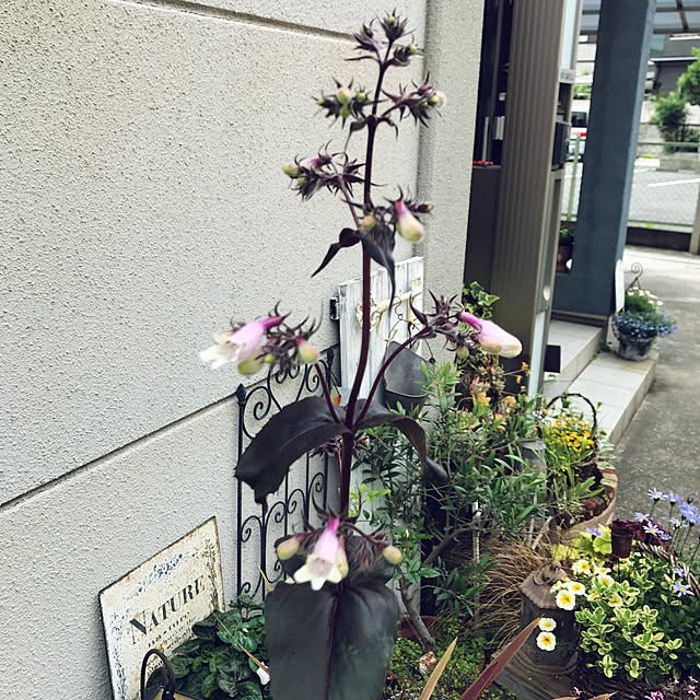 tanomamaさんの実例写真