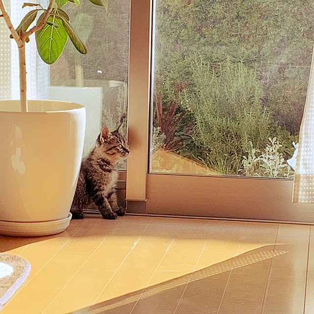 実例写真