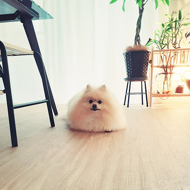 noahさんの実例写真