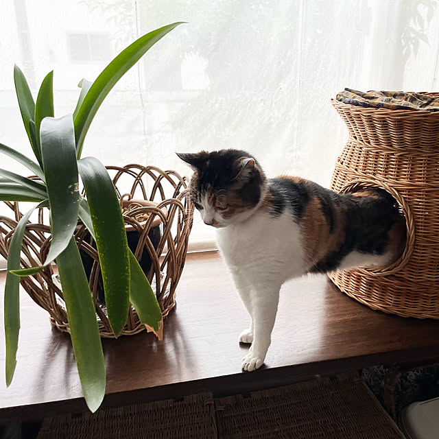 Maruさんの実例写真