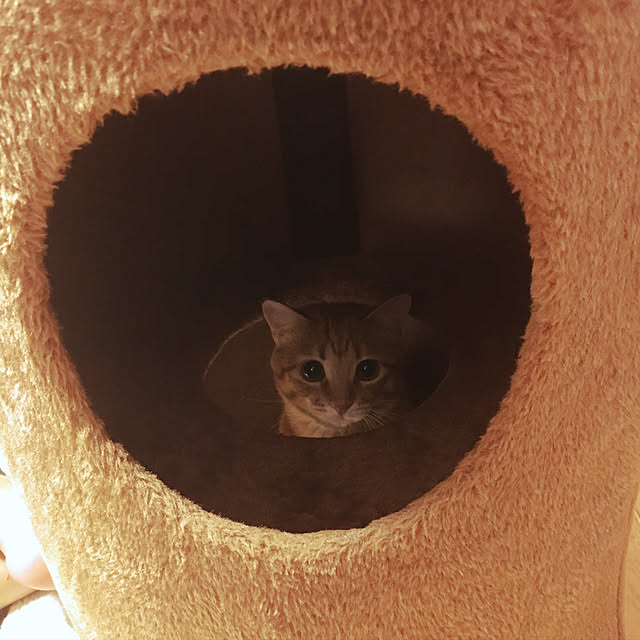 miyamiさんの実例写真