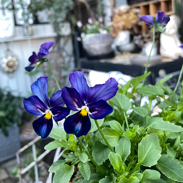 shiropenguinさんの部屋