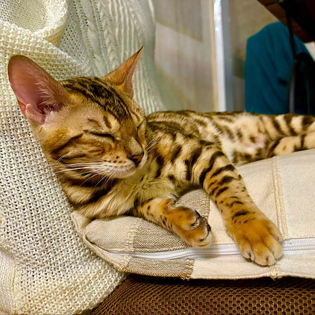 tututu0204さんの実例写真