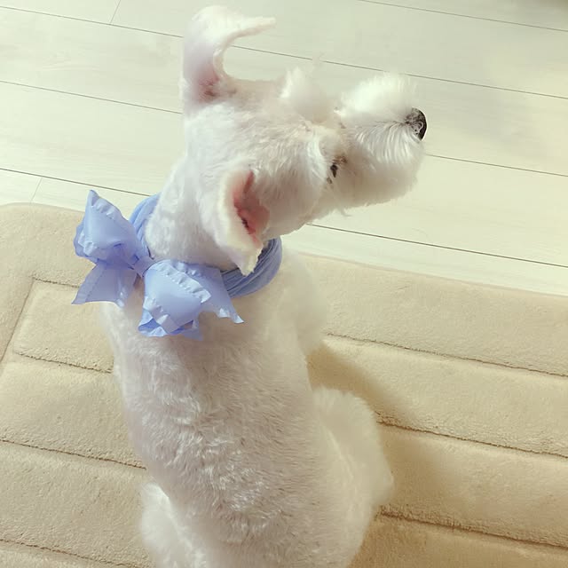 suzyさんの実例写真