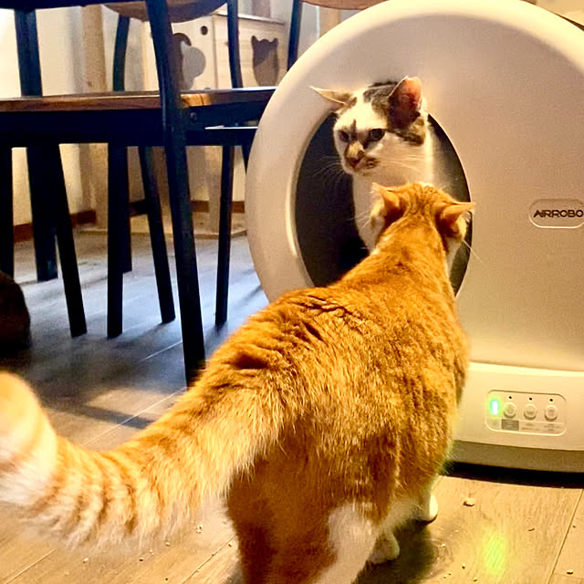 butachanさんの実例写真
