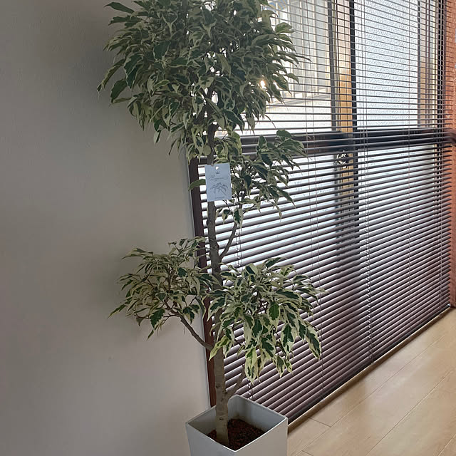 玄関/入り口/フィカスベンジャミン/観葉植物のある暮らし/中古住宅/こどもと暮らす。...などのインテリア実例 - 2023-07-17 18:46:26