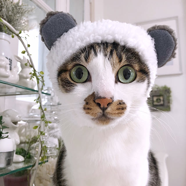 実例写真