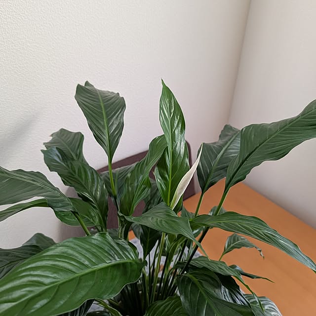 KOHAKUさんの部屋