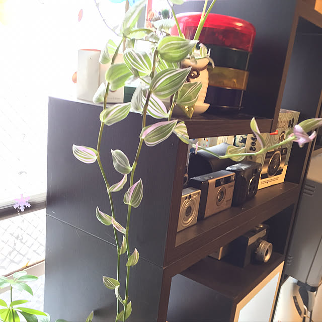 picoさんの実例写真