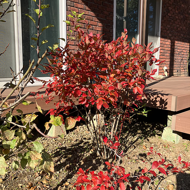 ikubooさんの実例写真