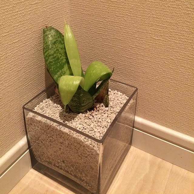 shichanさんの実例写真
