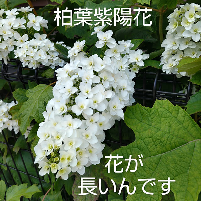 YUKOさんの実例写真