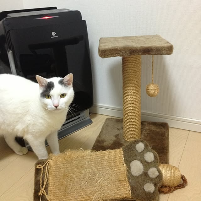francさんの実例写真